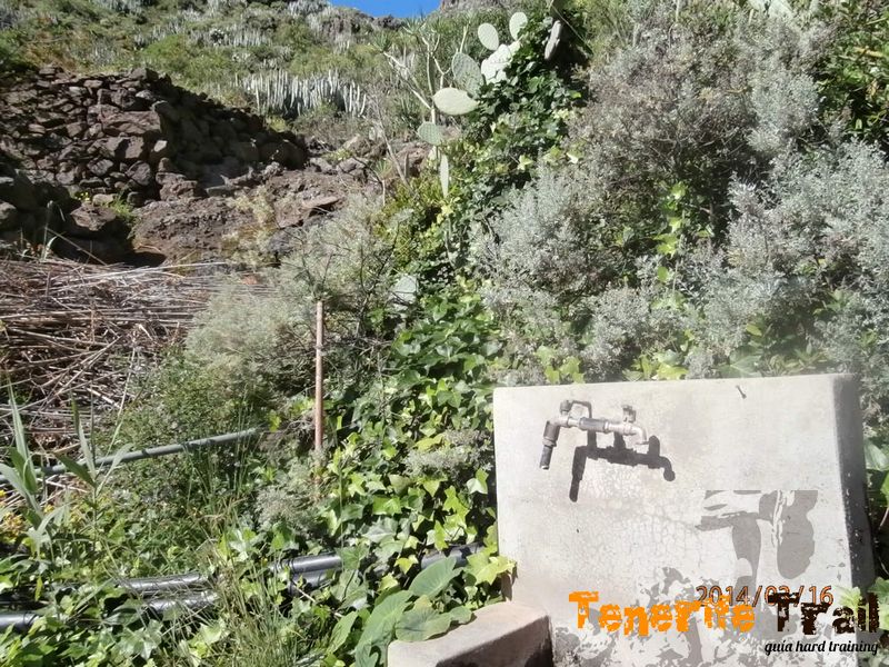 Detalle grifo en el barranco de Valleseco