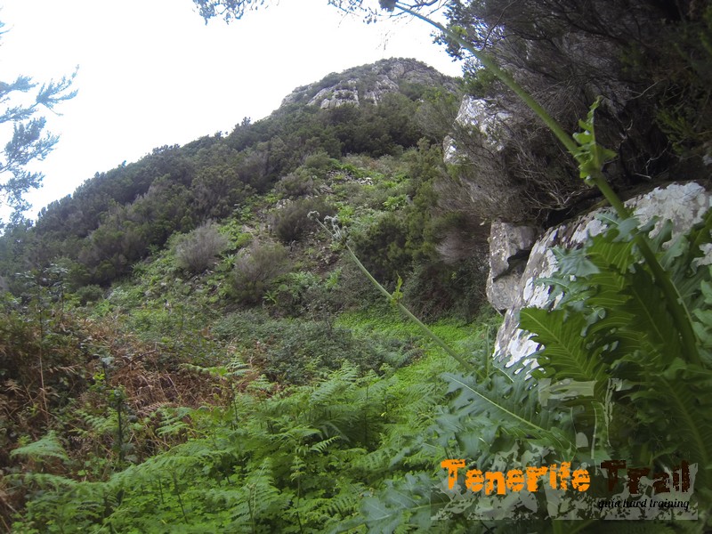 Sendero al inicio ascenso a Roque Negro (ojo posible vegetación época del año)