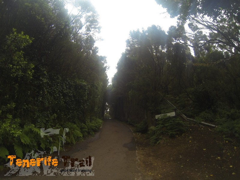 Detalle carretera vieja Pico del Inglés